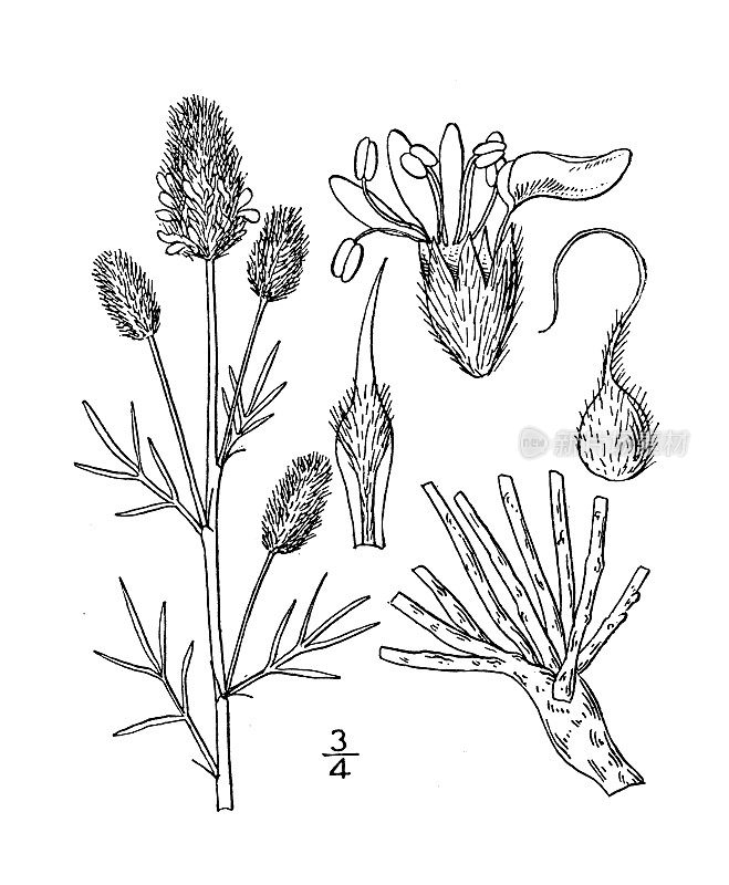 古植物学植物插图:Kuhnistera tenuifolia，丝绸草原三叶草